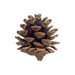 pine cone for decoration isolated from background
