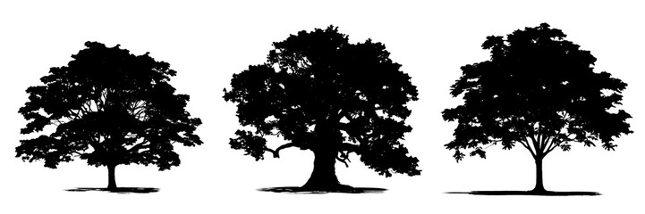 Wall Mural - silhouette of trees on a transparent background (png) for decorating the project