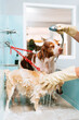 © Galdric - Hands in gloves washing purebred dogs