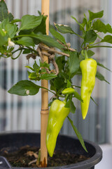 Hot colored pepper in a flower pot. Balcony flower. A green plant grown on a balcony.