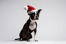 Boston Terrier Dog Dressed In Santa Claus Hat, Costume On White Background. Season Banner, Poster