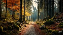 Colorful Autumn Forest Pathway Backgrounds.