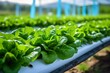 Lush green lettuce sprouts in a greenhouse with irrigation hoses between rows of beds. Generative AI