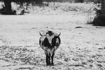 Poster - Corriente cow walking through Texas freezing weather in winter snow on farm.