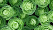 Fresh green cabbage as a background, close-up, top view