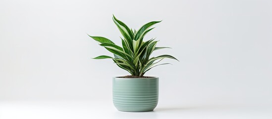 Sticker - green plant pot photographed on a white background