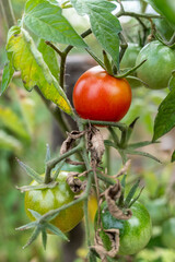 Wall Mural - Ripe tomato on the plant, organically grown