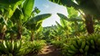 a tropical banana plantation, with rows of banana trees laden with bunches of ripe bananas, ready for harvest