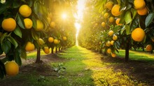 A Vibrant Citrus Orchard, With Rows Of Orange And Lemon Trees, The Fruits Ready For Picking Under The Warm Glow Of The Sun
