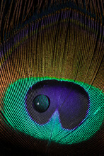 Macro - Peacock Feather 