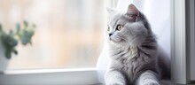 Indoor, White Window Sill With A Pet Gray Cat Near The Window.