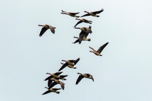 The Flock Of Canada Geese (Branta Canadensis) In Flight