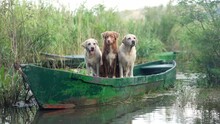 Three Dogs On A Boat. A Nova Scotia Duck Retriever And Two Labrador Retrievers. Pet At The Lake