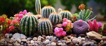 beautiful small cactus in a residential garden