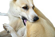 © Kriang - Dog lick, gnaw, sheep, scratch due to itching. from fungi, bacteria, yeast, along the crotch area of the toes Sometimes they even put it in their mouth. may cause various pathogens ingest