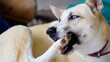 © Kriang - Dogs lick, gnaw, sheep, scratch due to itching. from fungi, bacteria, yeast, along the crotch area of the toes Sometimes they even put it in their mouth. may cause various pathogens ingest