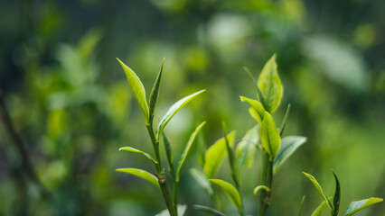 Poster - natural green tea leaves,green tea leaves on plant