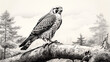 Drawing of a Peregrine Falcon standing on a tree branch