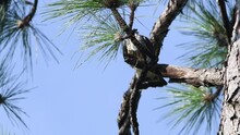 Young Mississippi Kite Struggling With Balancing On A Limb, Then Cleaning And Tending To It's Beak