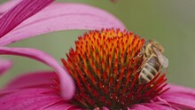Honey Bee Collects Nectar From Orange Cone Flower While Another Bee Flies