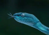 Fototapeta Zwierzęta - closeup of blue snake