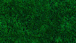 a background of green leaves. leaf background with copy space. green leaves texture