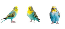 Budgerigar Budgerigars Parakeet Illustration Animal Bird, Yellow Wildlife, Green Blue Budgerigar Budgerigars Parakeet
