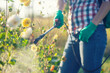 woman in a green backpack with a pressure garden sprayer spraying flowers against diseases and pests