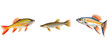 tropical danios fish illustration aquarium freshwater, pet underwater, aquatic nature tropical danios fish