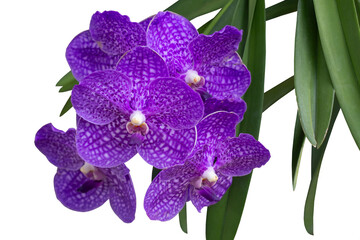 Wall Mural - Purple Orchid Vanda flower bloom in the vertical garden isolated on white background included clipping path.