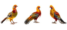 Green Golden Pheasant Illustration Birds Decoration, Wild Animals, Animal Bird Green Golden Pheasant