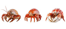 Sea Hermit Crab Illustration Ocean Sand, Shell Macro, Summer Tropical Sea Hermit Crab