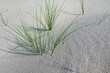 Sandtextur mit grünem Strandhafer an der Nodseeküste auf Amrum
