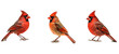 birding northern cardinal illustration bird vermilion, birds ornithology, avian birdwatching birding northern cardinal