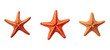 © sevector - sea starfish illustration summer ocean, marine star, nature animal sea starfish