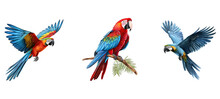 Animal The Lear Macaw Illustration Nature Blue, Brazil S, Beak Exotic Animal The Lear Macaw