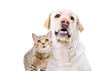 Wall Mural - Portrait of adorable  labrador and cat scottish straight, closeup, isolated on a white background