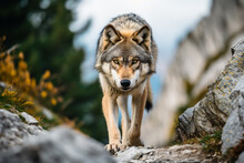 A Wolf Walking On A Rocky Trail In The Woods