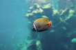 Redtail butterflyfishswimming in deep ocean. Chaetodon collare fish, side view