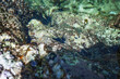 Black Sea urchins in tropical sea. Diadema setosum long spined creature, selective focus