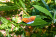 Common earl tropical butterfly flying in rainforest. Tanaecia julii odilina insect on leaf