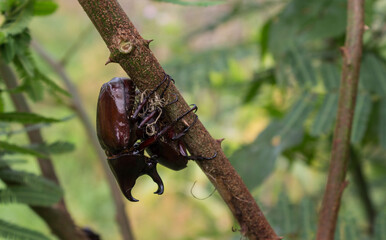 Mating Rhinoceros Beetle Oryctes nasicornis big bugs in Harau Valley Sumatra