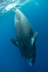 Wall Mural - Sperm whale underwater