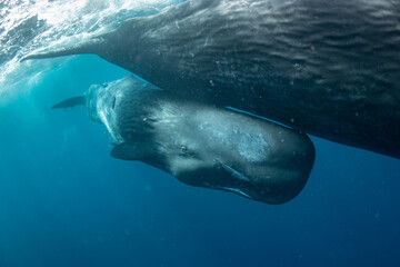 Sticker - Sperm whale underwater