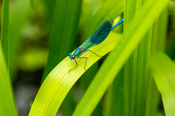 Wall Mural - Macro of the beautiful demoiselle (Calopteryx virgo) , a blue damselfly