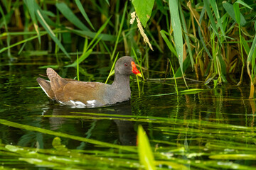 Wall Mural - Close-up of the common moorhen (Gallinula chloropus), the waterhen or swamp chicken swimming in a river