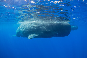 Wall Mural - Sperm whale underwater