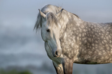 Wall Mural - Gray stallion with a long mane close-up portrait