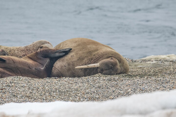 Wall Mural - Walruses in the Arctic