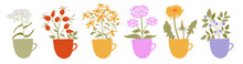 Healing Medical Herbs In Cup For Herbal Tea Pack Design Or Menu. Rose Hip, Tutsan Or Shrubby St. John's Wort, Dandelion, Oregano, Yarrow, Blueberry Vector Flat Illustratio.n